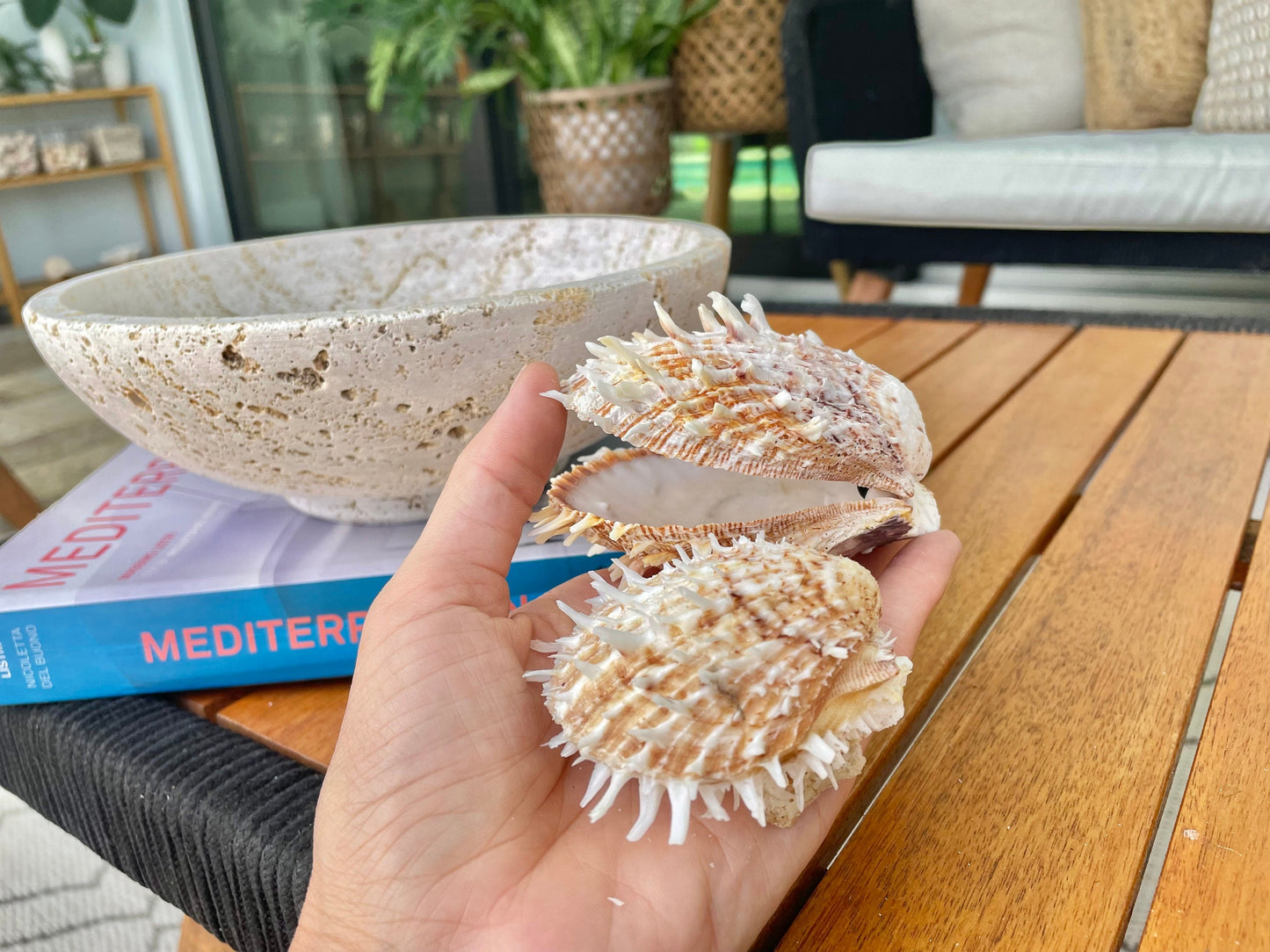 PACIFIC SPINY OYSTER Matching Pairs Shells *All Sizes* White/Brown Paired Clams Seashell Beach Home Décor Spondylus