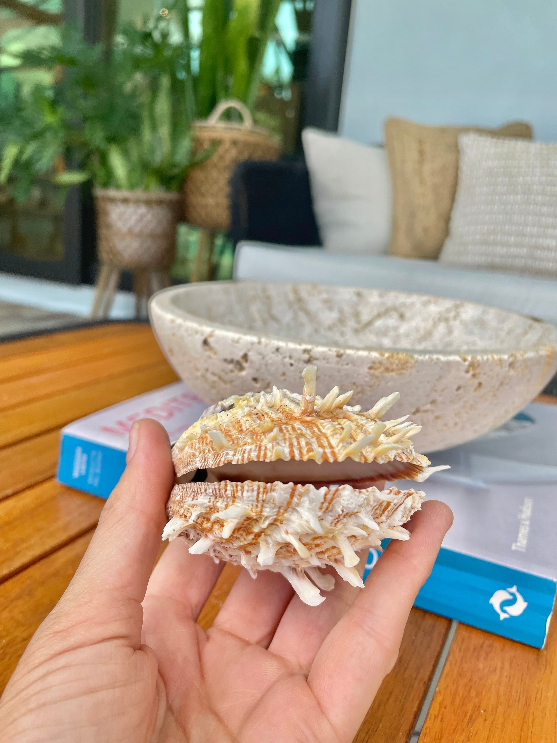 PACIFIC SPINY OYSTER Matching Pairs Shells *All Sizes* White/Brown Paired Clams Seashell Beach Home Décor Spondylus