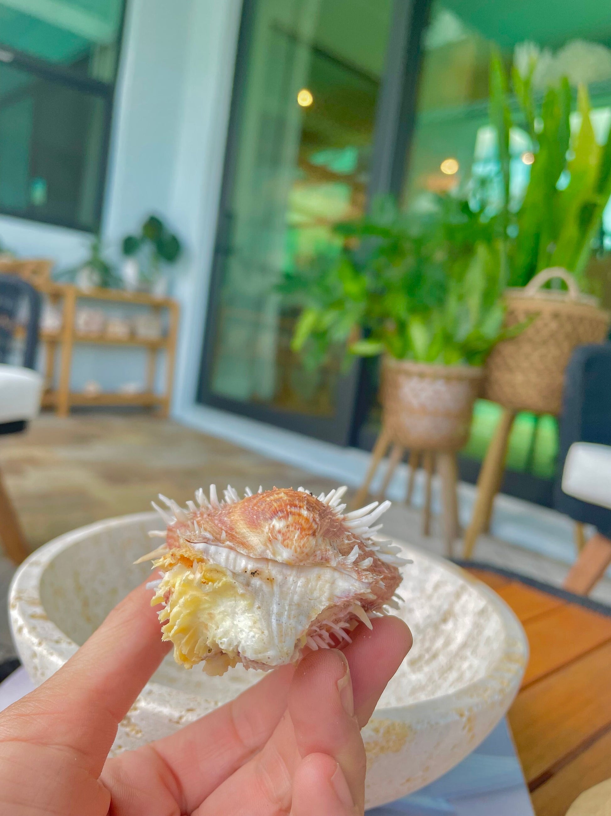 PACIFIC SPINY OYSTER Matching Pairs Shells *All Sizes* Yellow/Orange Paired Clams Seashell Beach Home Décor Spondylus