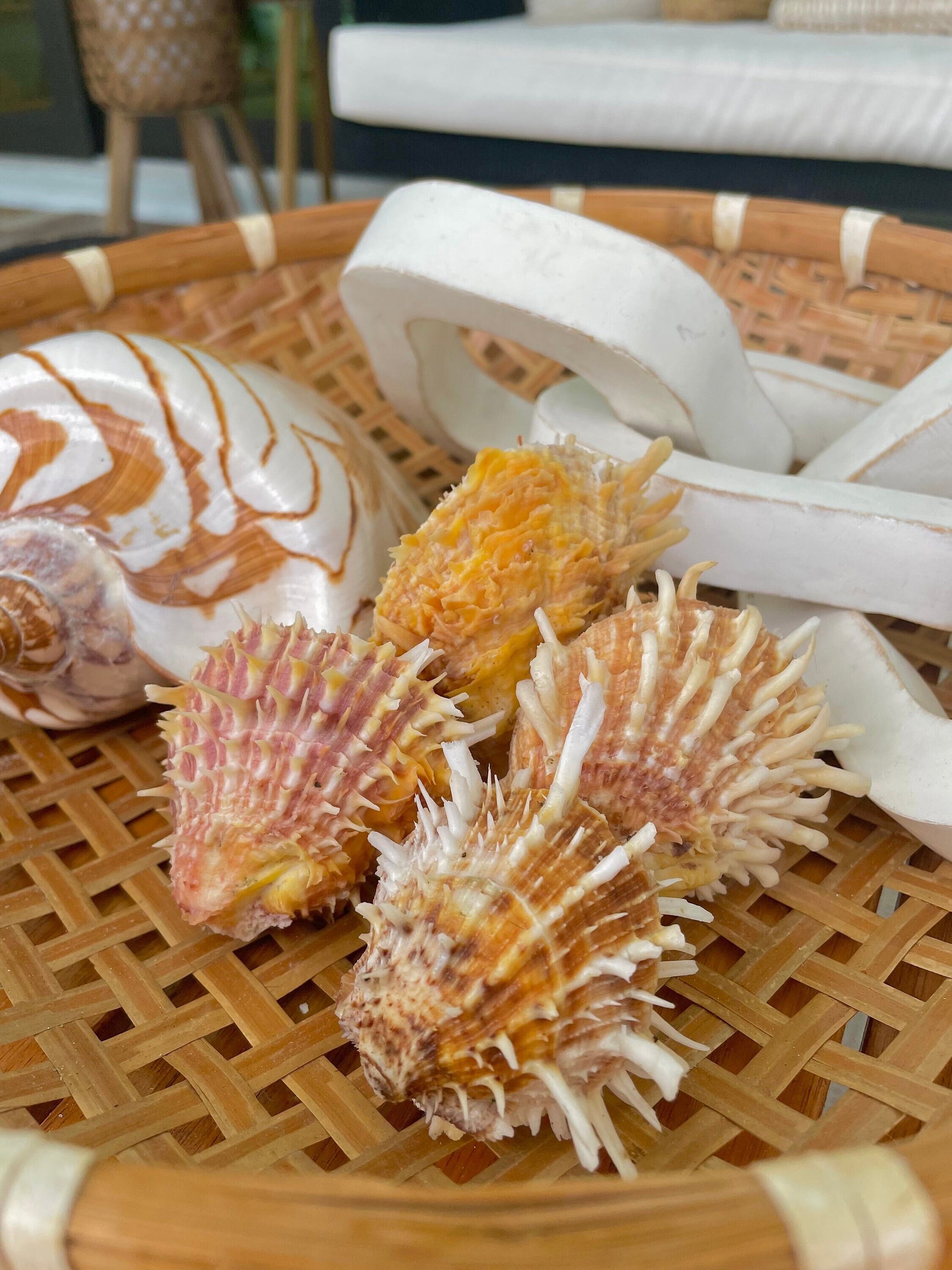PACIFIC SPINY OYSTER Matching Pairs Shells *All Sizes* Yellow/Orange Paired Clams Seashell Beach Home Décor Spondylus