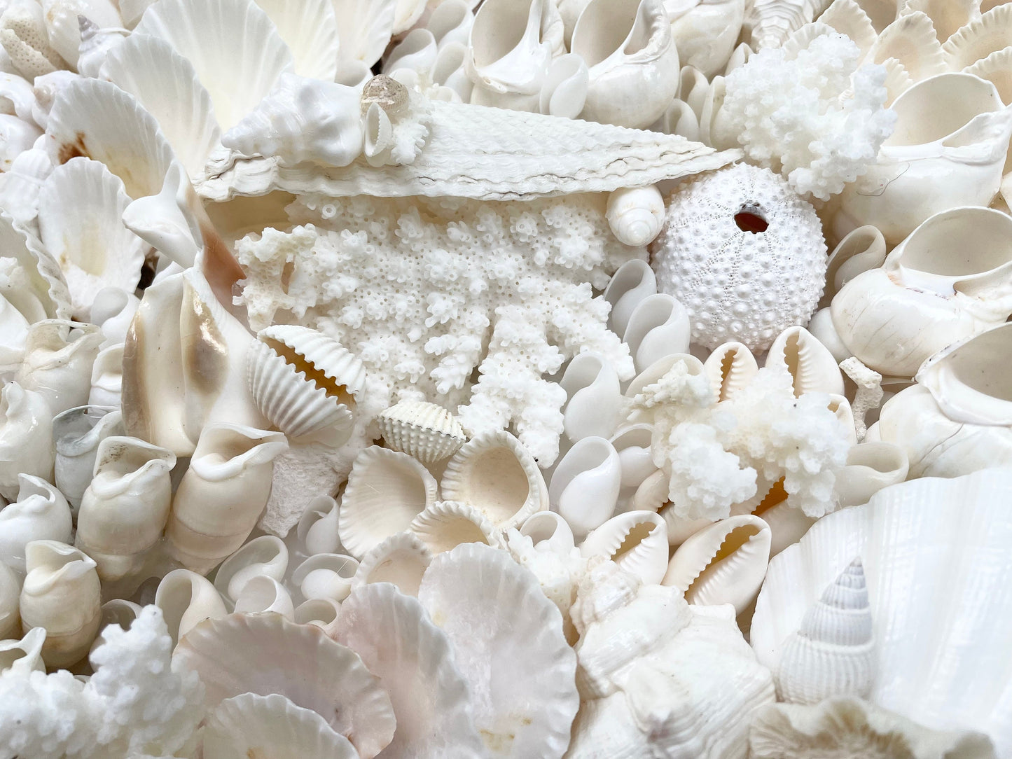 Handmade Modern Coastal Wall Art Natural Textured House Décor Seashells Urchins Coral 16", 24", 30" Square Beach White Sanibel Florida