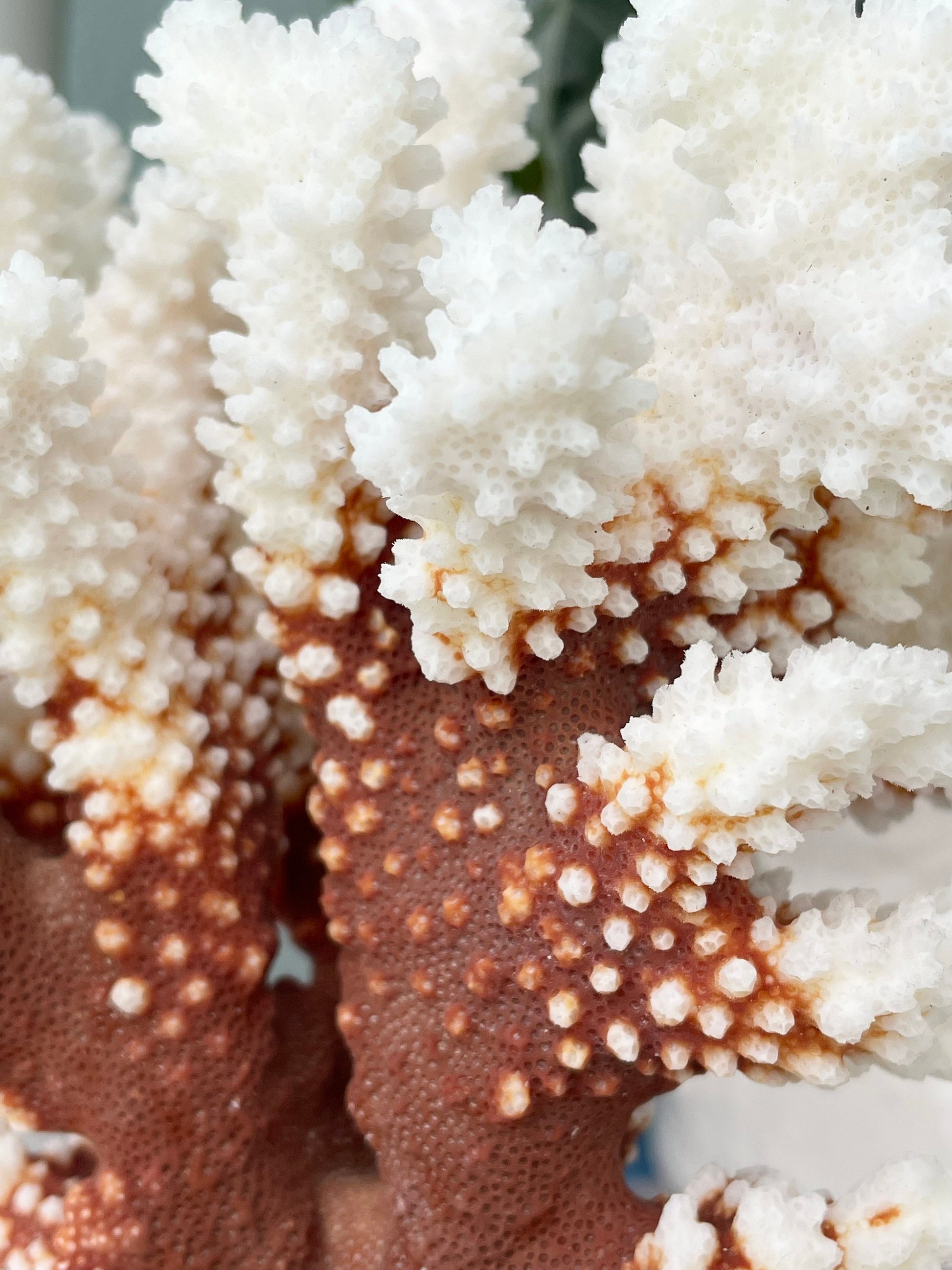 Genuine Sea BROWN STEM CORAL *You choose size* Ocean Reef Aquarium Coastal Beach Ocean Décor Nautical