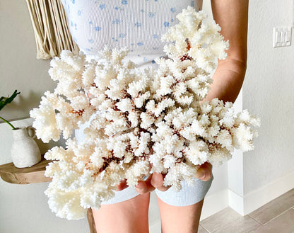 BROWNSTEM CORAL White *All Sizes* Authentic Natural Real Sea Fossil Coastal Décor