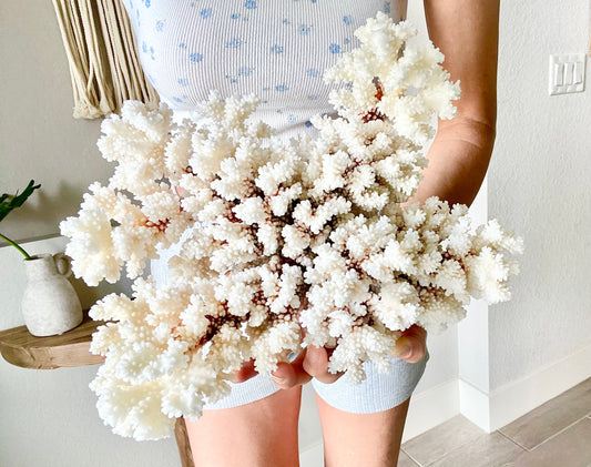 BROWNSTEM CORAL White *All Sizes* Authentic Natural Real Sea Fossil Coastal Décor