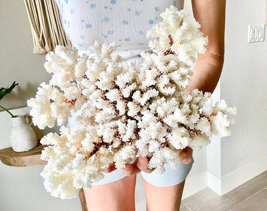 BROWNSTEM CORAL White *All Sizes* Authentic Natural Real Sea Fossil Coastal Décor