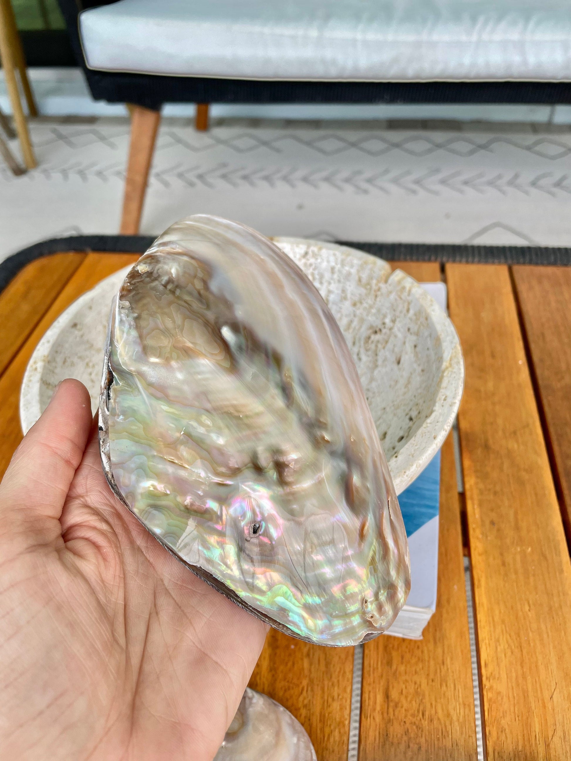 FULL MUSSEL SHELL Pair *All Sizes* Mother of Pearl Irredescent Display Seashell Large Clam Beach Coastal Décor