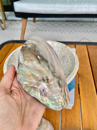FULL MUSSEL SHELL Pair *All Sizes* Mother of Pearl Irredescent Display Seashell Large Clam Beach Coastal Décor