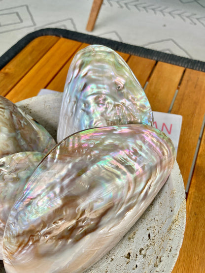 FULL MUSSEL SHELL Pair *All Sizes* Mother of Pearl Irredescent Display Seashell Large Clam Beach Coastal Décor