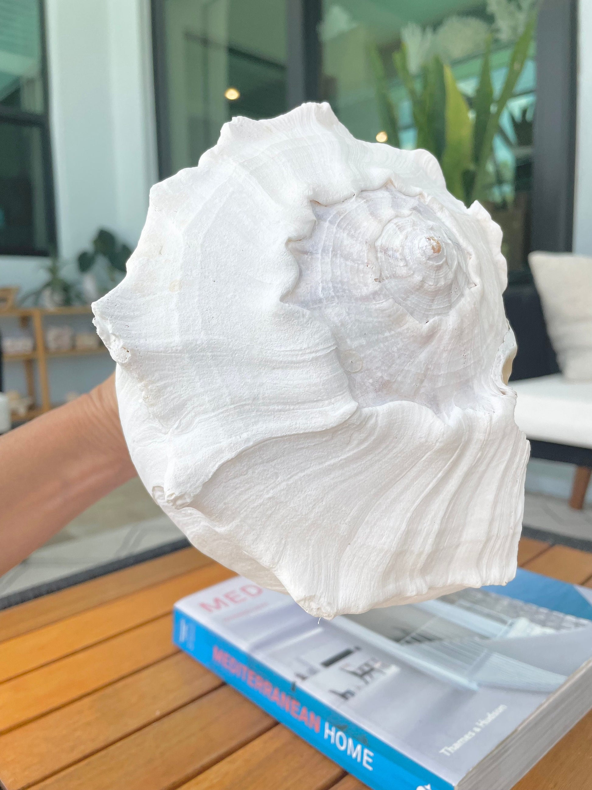HUGE Vintage Chaulky White Lightning Whelk Conch Shell: Up to 14" Long