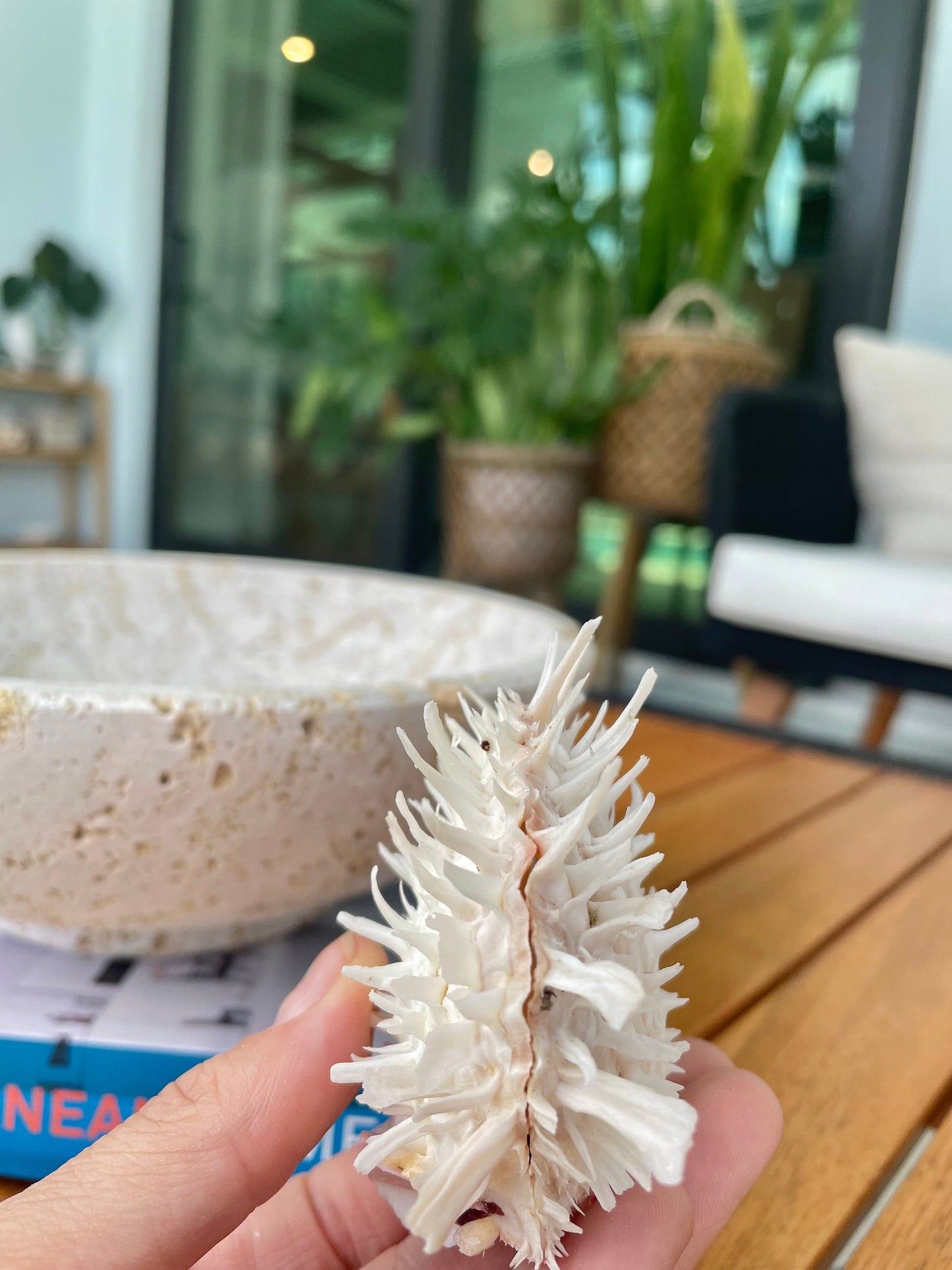 PACIFIC SPINY OYSTER Matching Pairs Shells *All Sizes* White Paired Clams Seashell Beach Home Décor Spondylus