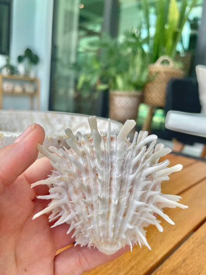 PACIFIC SPINY OYSTER Shells *All Sizes* White Paired Craft Display Seashell