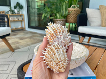 PACIFIC SPINY OYSTER Shells White/Brown *All Sizes* Clams Seashell