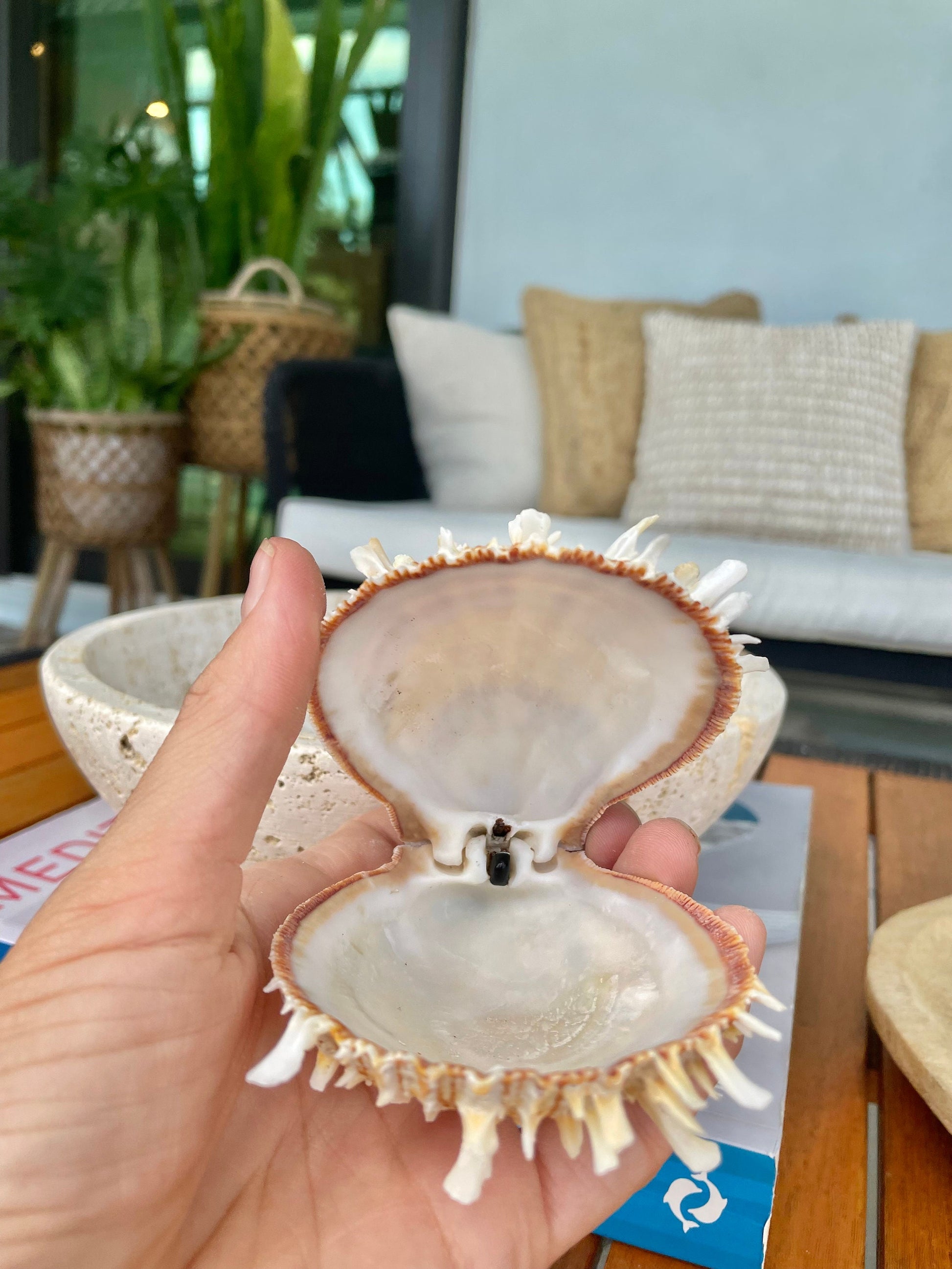 PACIFIC SPINY OYSTER Shells White/Brown *All Sizes* Clams Seashell