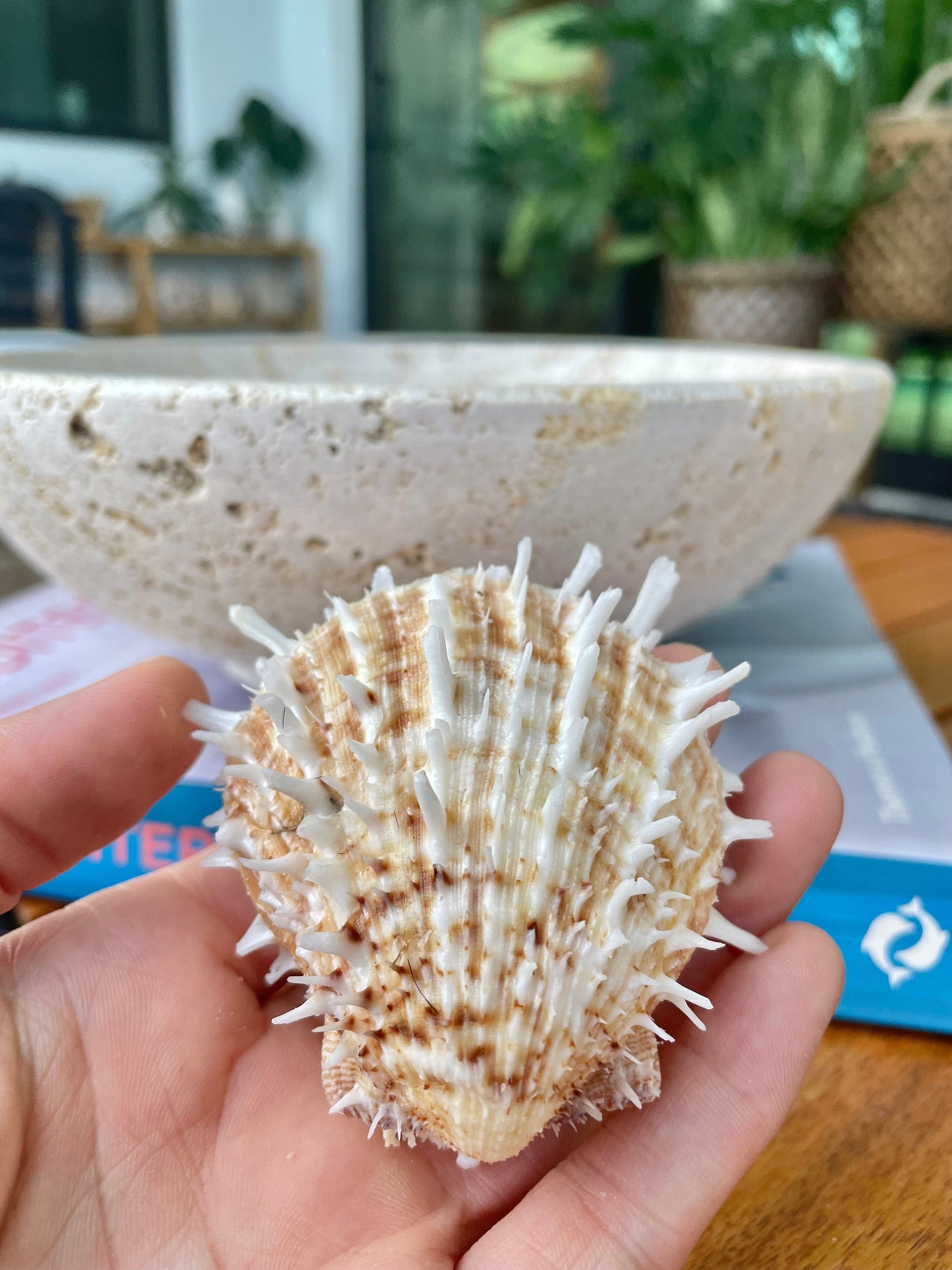 PACIFIC SPINY OYSTER Matching Pairs Shells *All Sizes* White/Brown Paired Clams Seashell Beach Home Décor Spondylus
