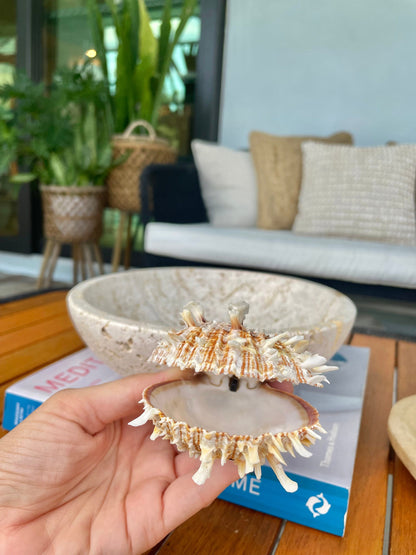 PACIFIC SPINY OYSTER Matching Pairs Shells *All Sizes* White/Brown Paired Clams Seashell Beach Home Décor Spondylus