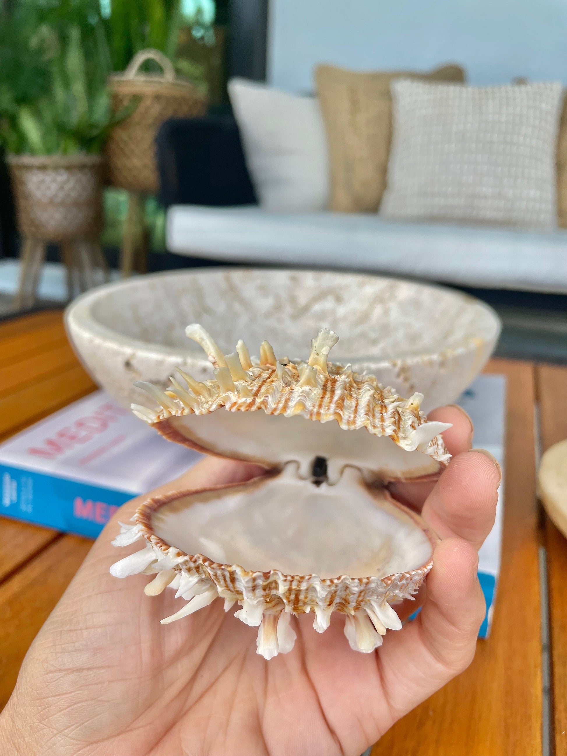 PACIFIC SPINY OYSTER Matching Pairs Shells *All Sizes* White/Brown Paired Clams Seashell Beach Home Décor Spondylus
