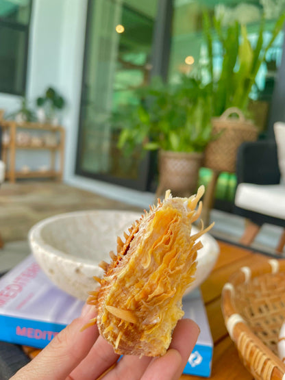 PACIFIC SPINY OYSTER Matching Pairs Shells *All Sizes* Yellow/Orange Paired Clams Seashell Beach Home Décor Spondylus