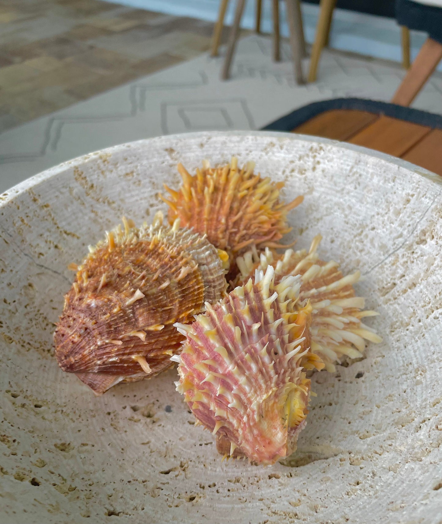 PACIFIC SPINY OYSTER Matching Pairs Shells *All Sizes* Yellow/Orange Paired Clams Seashell Beach Home Décor Spondylus