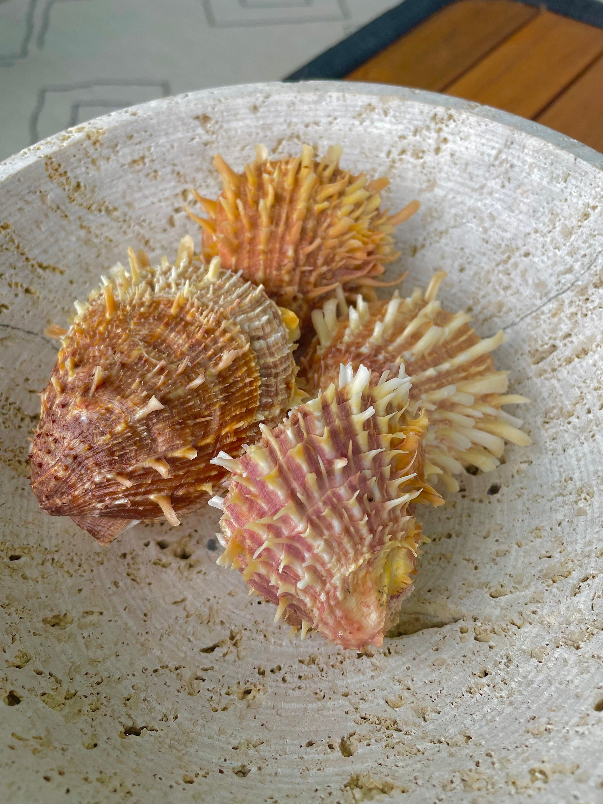 PACIFIC SPINY OYSTER Matching Pairs Shells *All Sizes* Yellow/Orange Paired Clams Seashell Beach Home Décor Spondylus