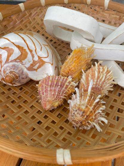 PACIFIC SPINY OYSTER Matching Pairs Shells *All Sizes* Yellow/Orange Paired Clams Seashell Beach Home Décor Spondylus