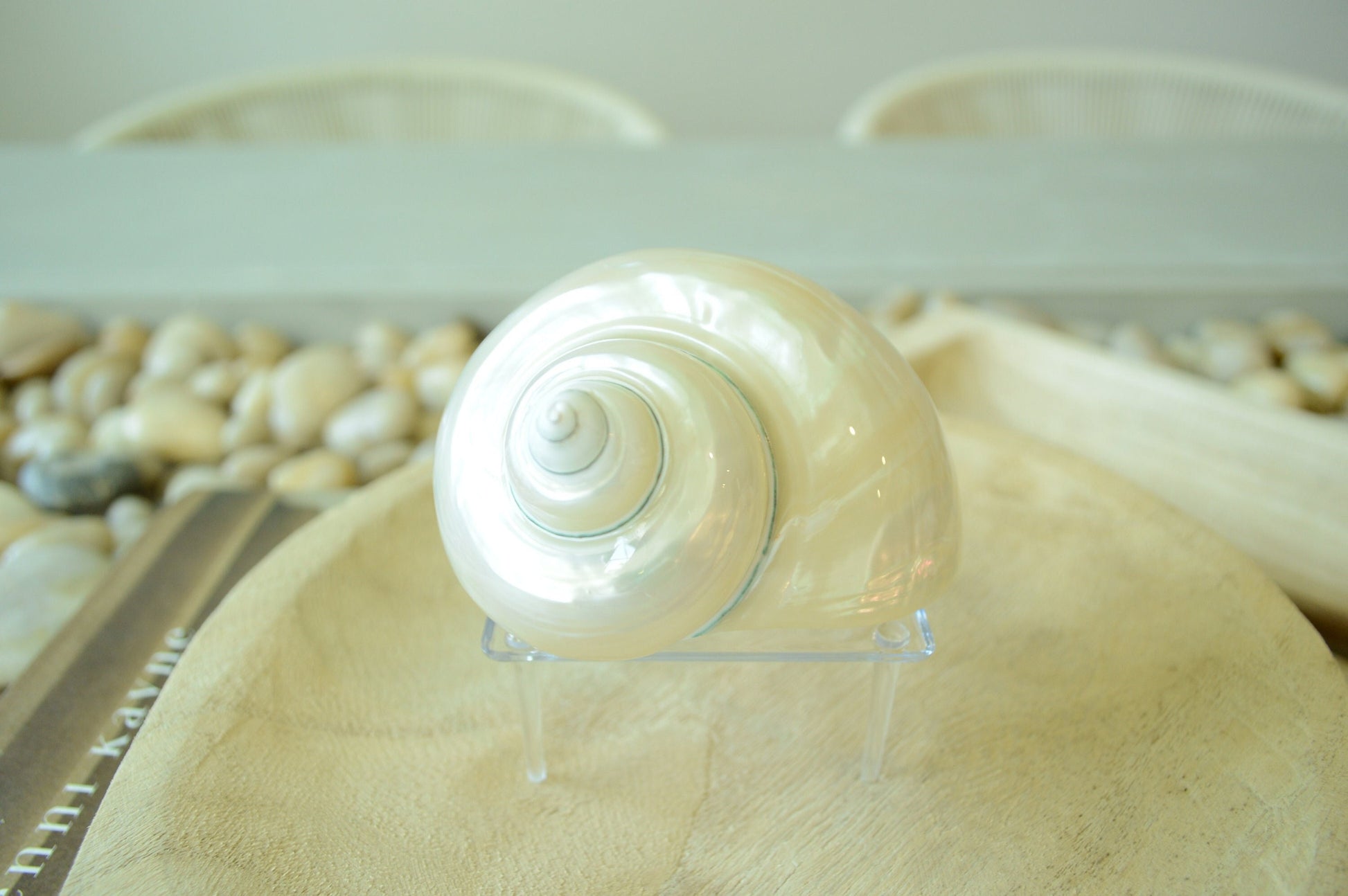 PEARLED TURBO SHELLS * All Sizes* Natural Irredescent Polished Display Seashell Airplant Holder Hermit Crab Home Beach Nautical Décor