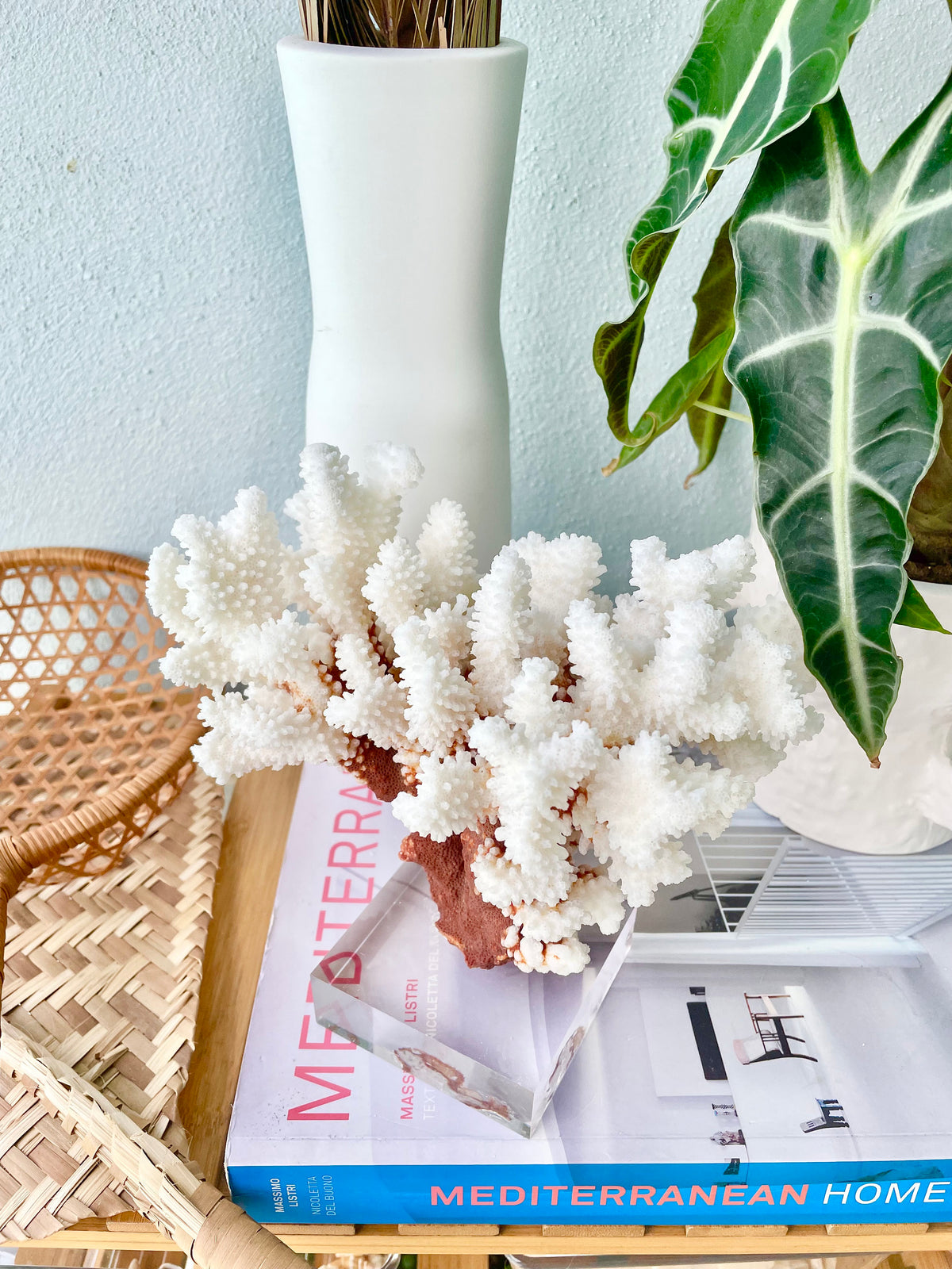 BROWNSTEM CORAL White *All Sizes* Authentic Natural Real Sea Fossil Coastal Décor