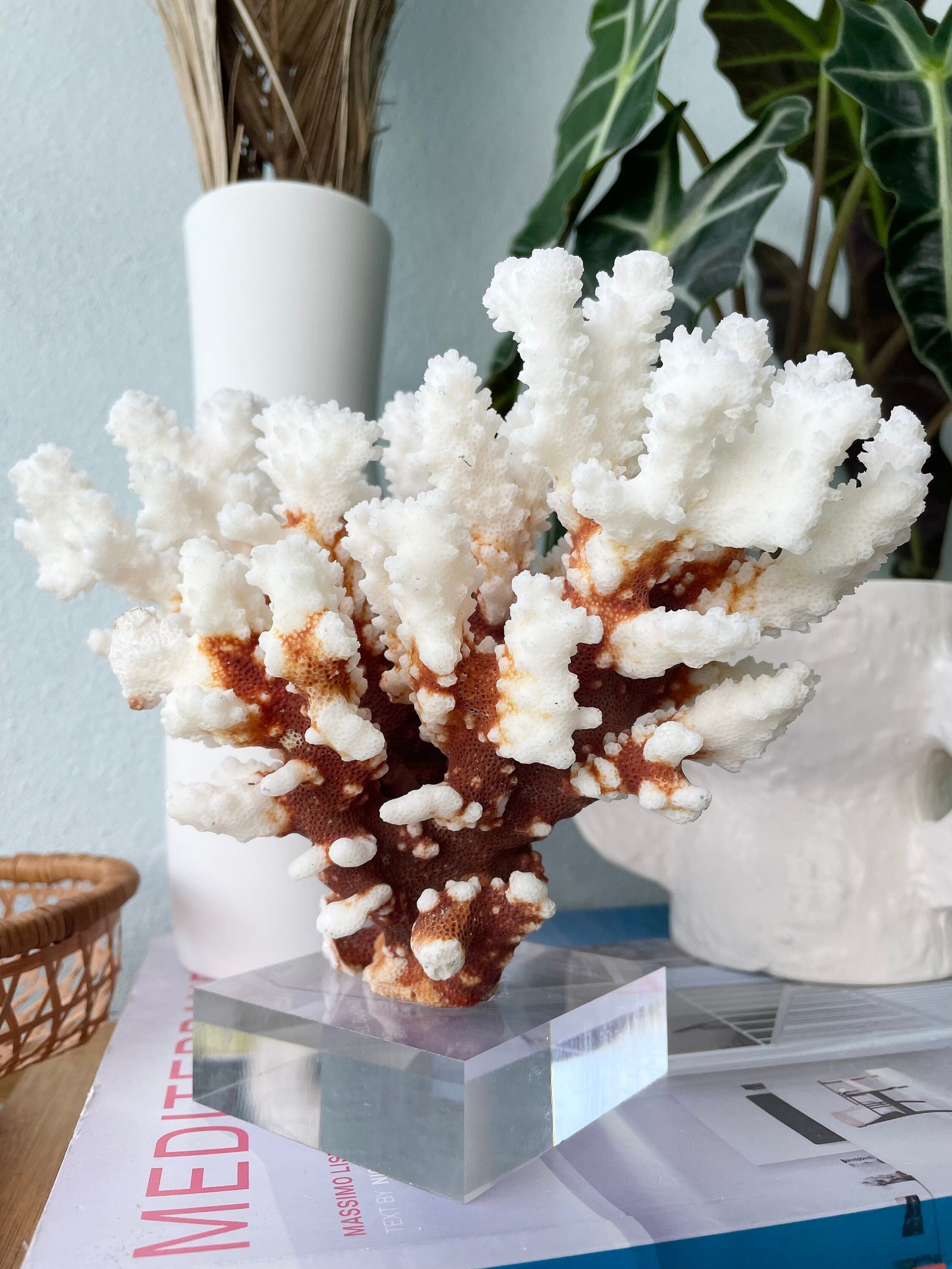 Genuine Sea BROWN STEM CORAL *You choose size* Ocean Reef Aquarium Coastal Beach Ocean Décor Nautical