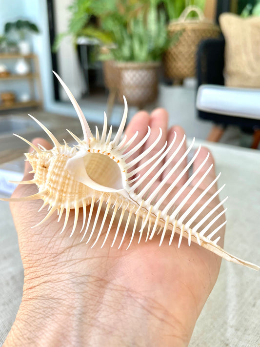 VENUS COMB SHELL *All Sizes* Natural Golden Brown Display Seashell Spikey Murex Pectin Coastal Beach Home Décor