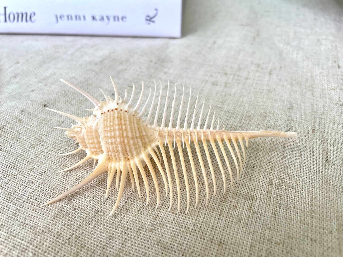VENUS COMB SHELL *All Sizes* Natural Golden Brown Display Seashell Spikey Murex Pectin Coastal Beach Home Décor