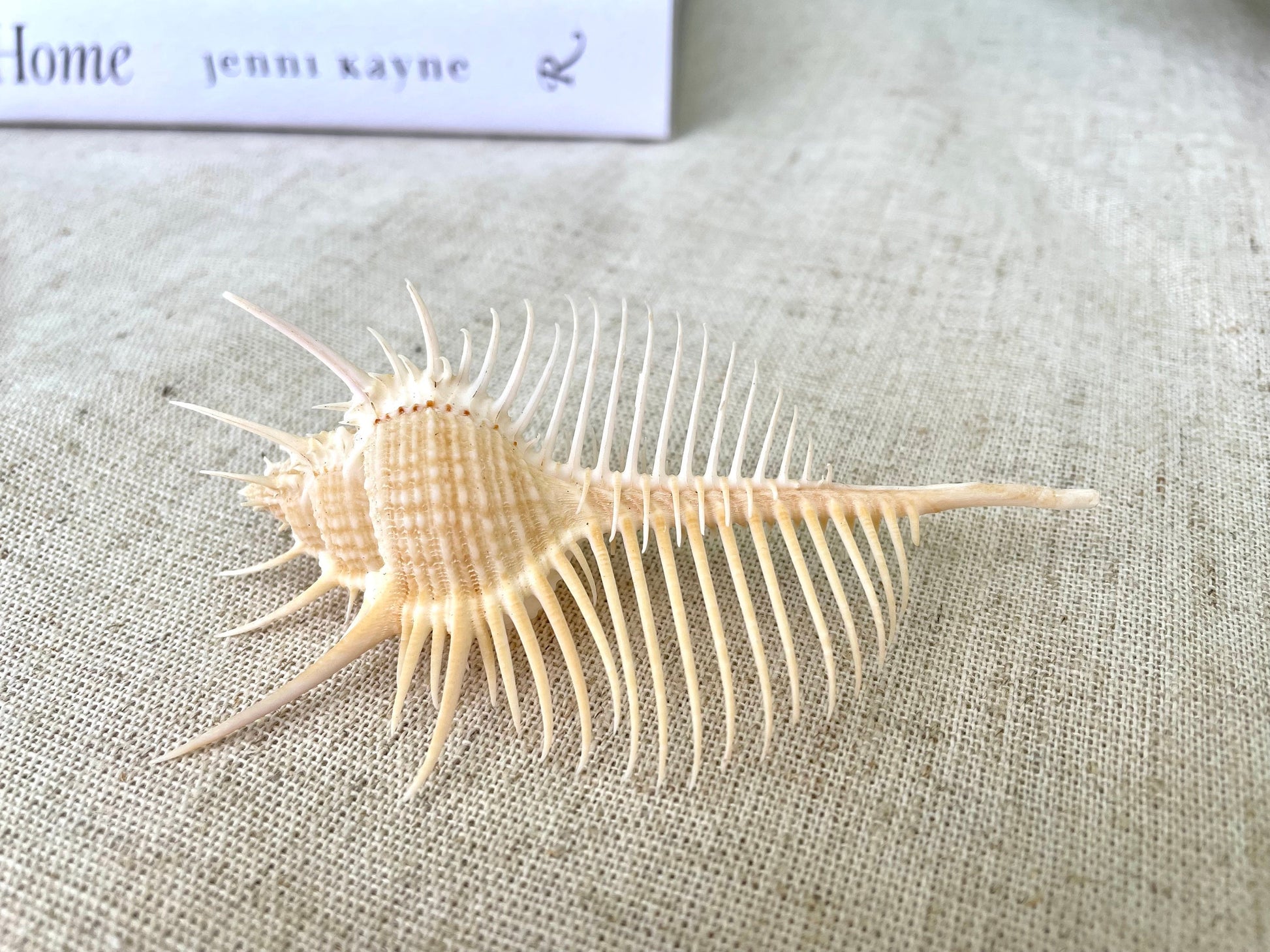VENUS COMB SHELL *All Sizes* Natural Golden Brown Display Seashell Spikey Murex Pectin Coastal Beach Home Décor