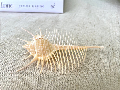 VENUS COMB SHELL *All Sizes* Natural Golden Brown Display Seashell Spikey Murex Pectin Coastal Beach Home Décor
