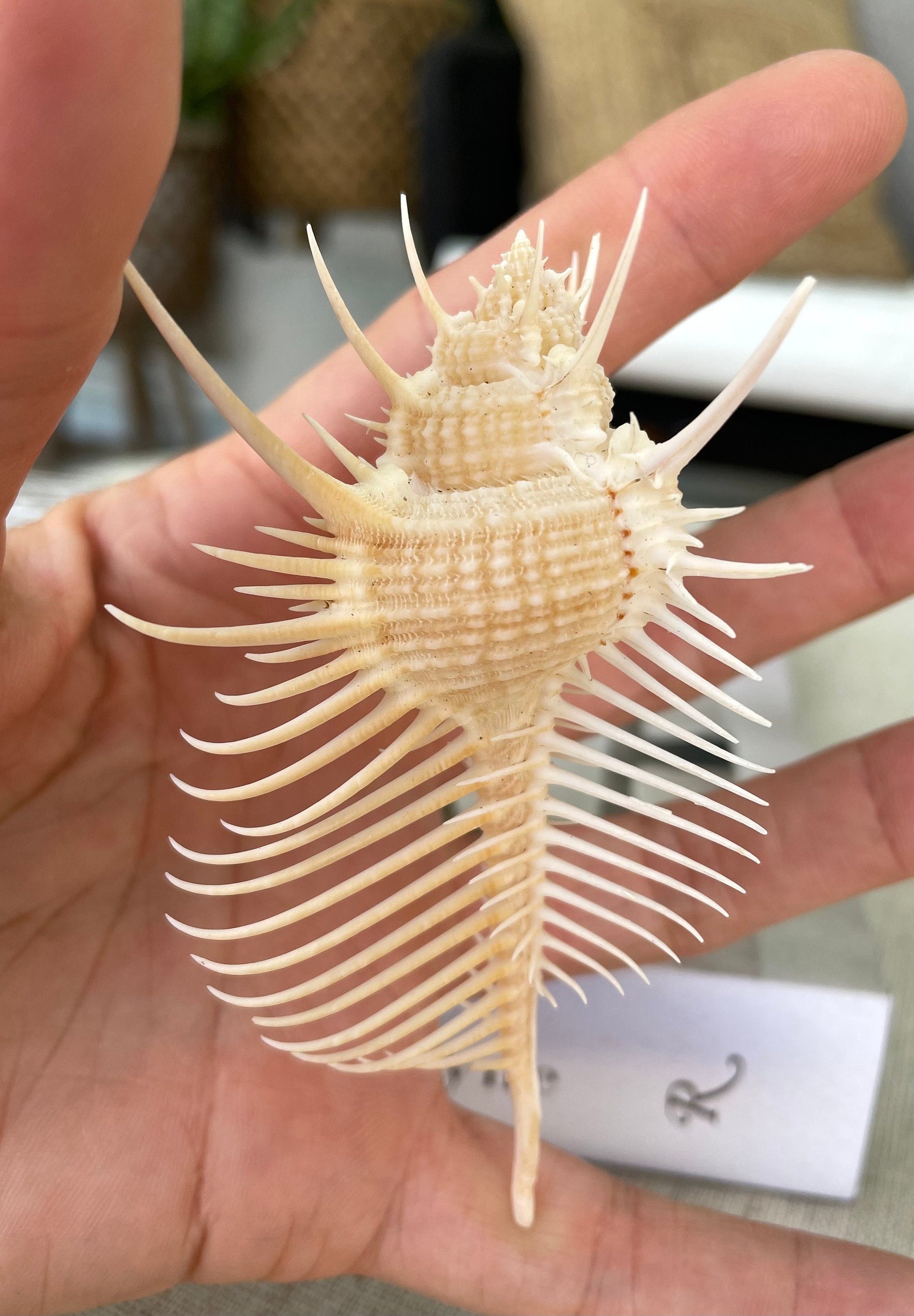 VENUS COMB SHELL *All Sizes* Natural Golden Brown Display Seashell Spikey Murex Pectin Coastal Beach Home Décor