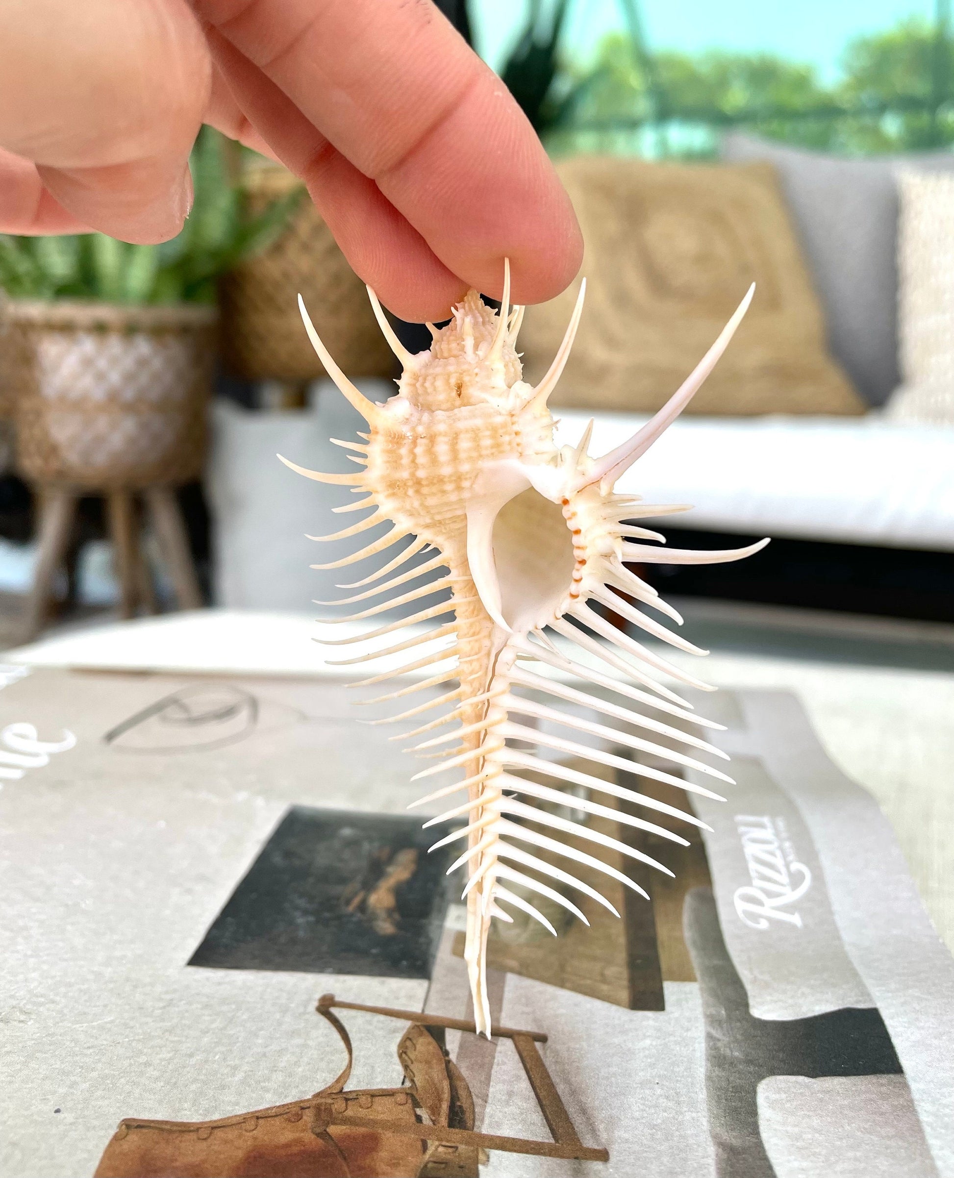 VENUS COMB SHELL *All Sizes* Natural Golden Brown Display Seashell Spikey Murex Pectin Coastal Beach Home Décor