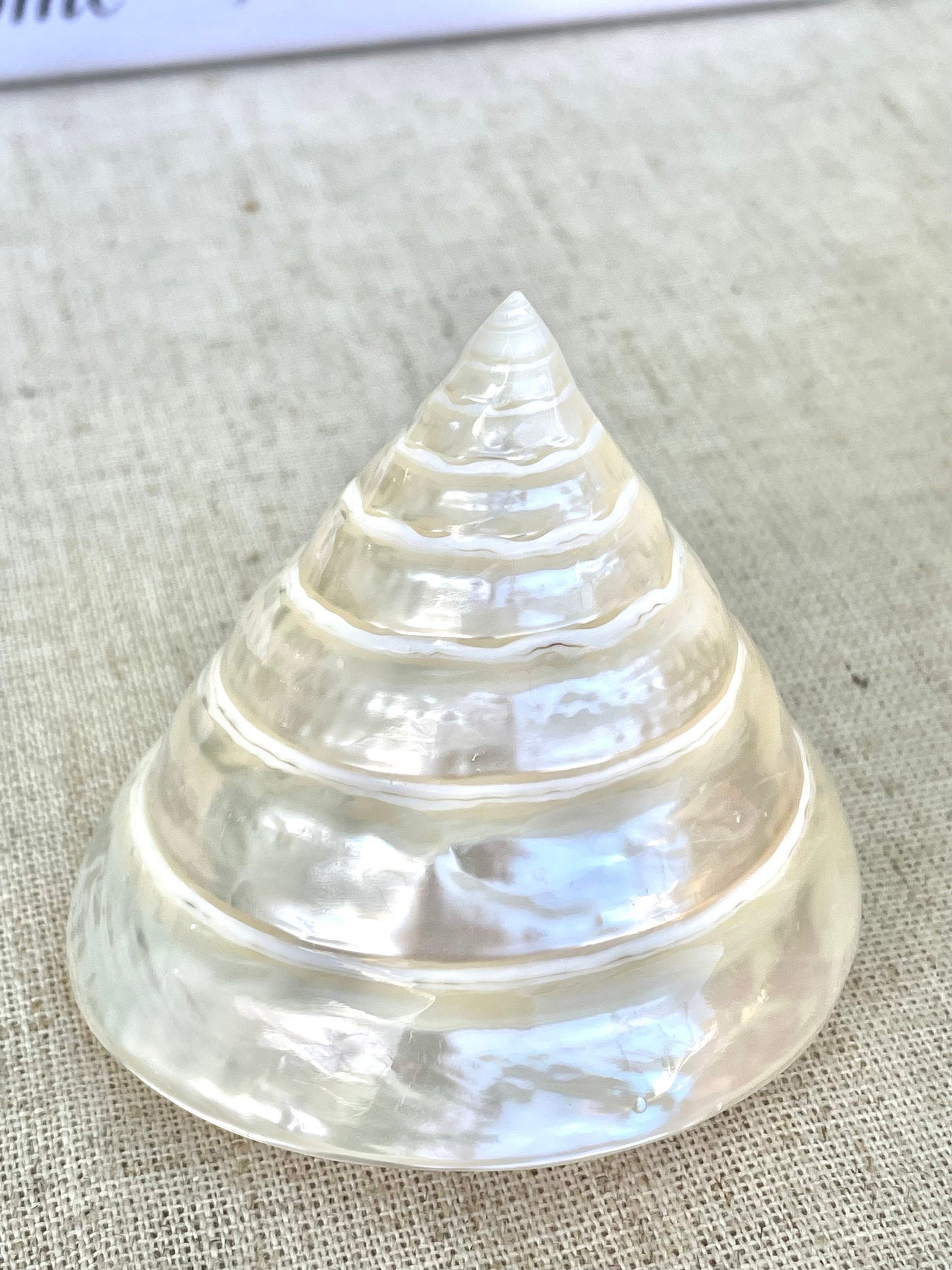 PEARLED TROCHUS SHELLS *All Sizes* Natural Irredescent Display Pyramid Top Seashells
