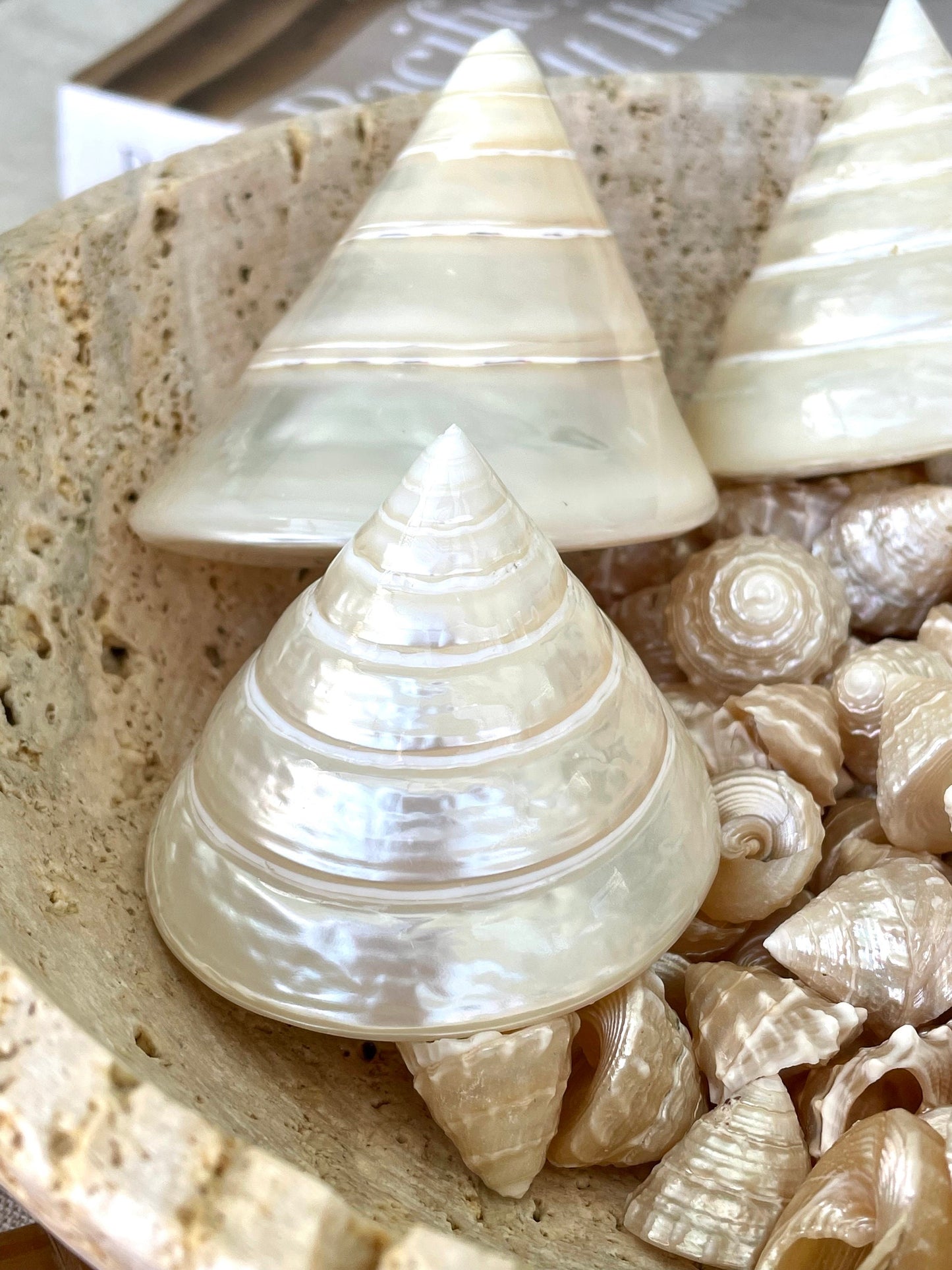 PEARLED TROCHUS SHELLS *All Sizes* Natural Irredescent Display Pyramid Top Seashells