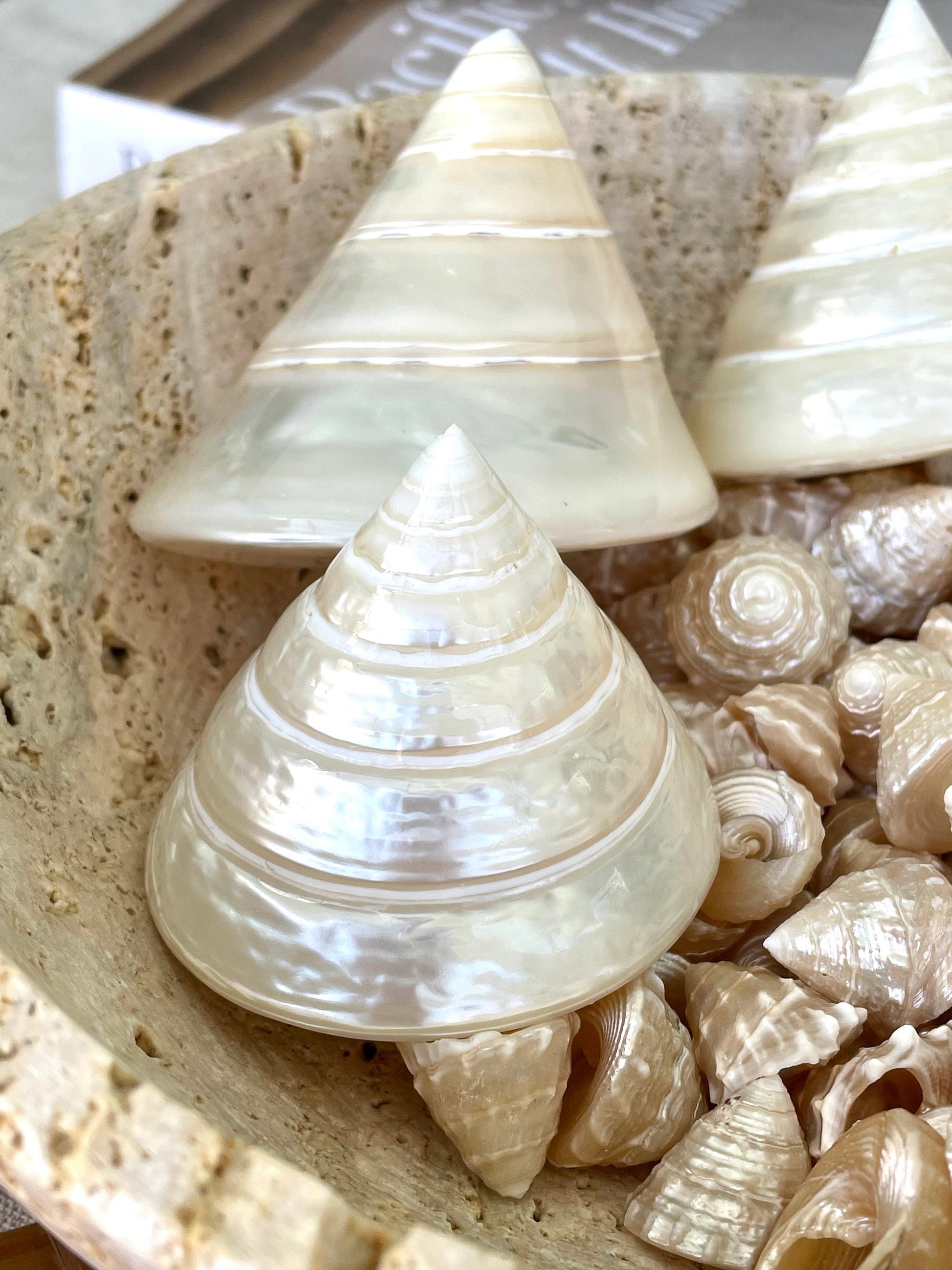 PEARLED TROCHUS SHELLS *All Sizes* Natural Irredescent Display Pyramid Top Seashells