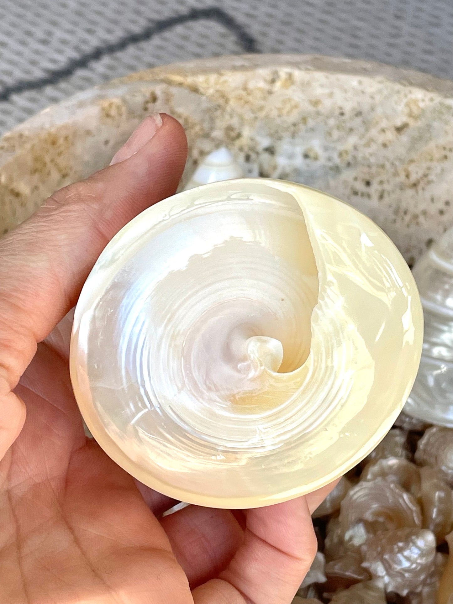 PEARLED TROCHUS SHELLS *All Sizes* Natural Irredescent Display Pyramid Top Seashells