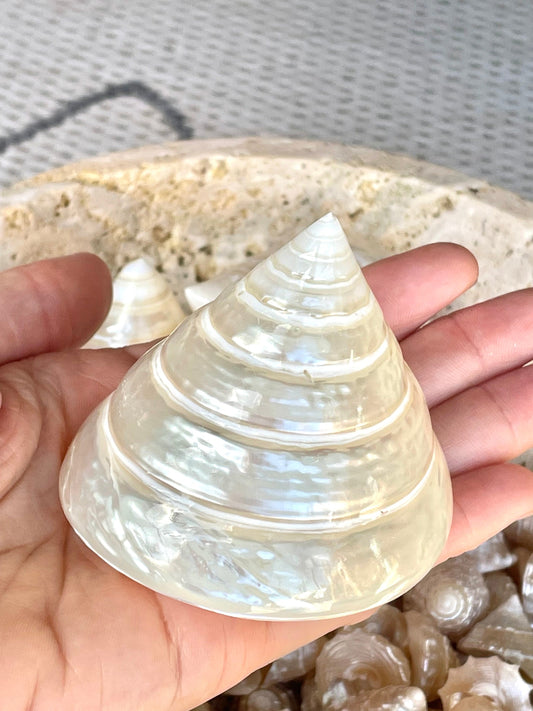 PEARLED TROCHUS SHELLS *All Sizes* Natural Irredescent Display Pyramid Top Seashells