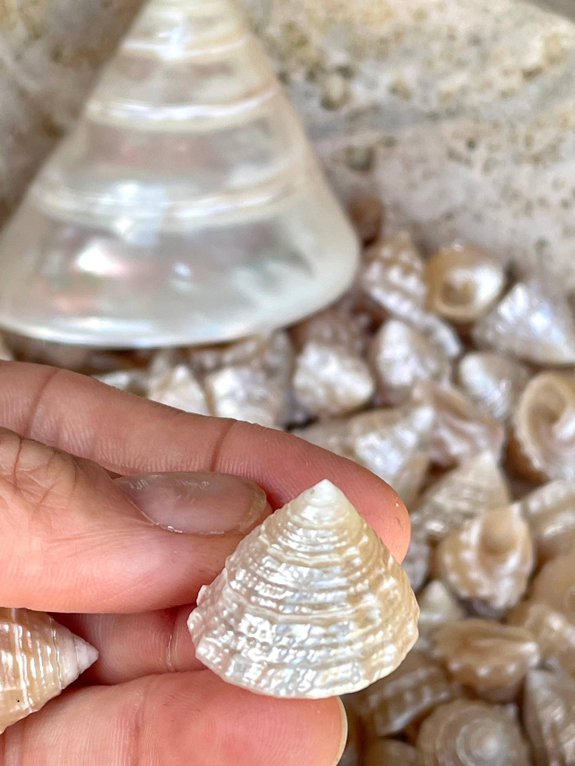 PEARLIZED TOP SHELLS Large 1.25-1.75" *You Choose Quantity* Champagne Light Beige Craft Seashells