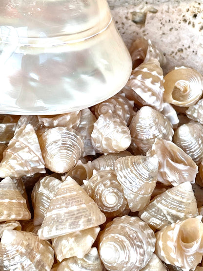 Real Pearlized Top Shells Small 1" Trochus Top Seashell Champagne Light Beige Beach Coastal Décor Crafts Jewelry Sailors Valentine