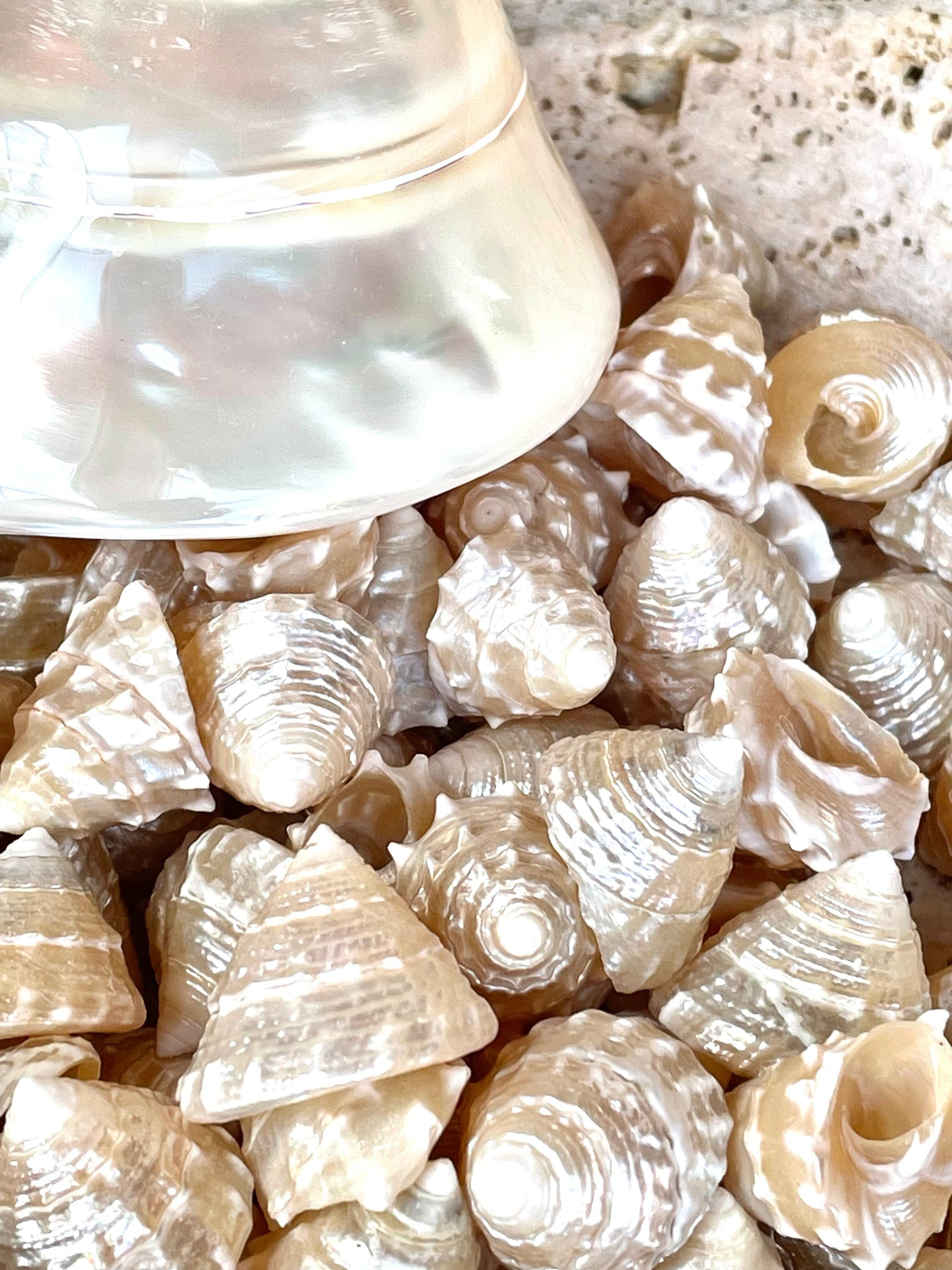 Real Pearlized Top Shells 1.25-1.75" Trochus Top Seashell Champagne Light Beige Beach Coastal Décor Crafts Jewelry Sailors Valentine