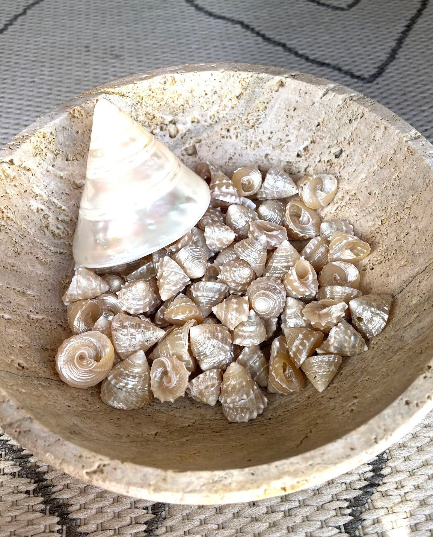 Real Pearlized Top Shells 1.25-1.75" Trochus Top Seashell Champagne Light Beige Beach Coastal Décor Crafts Jewelry Sailors Valentine