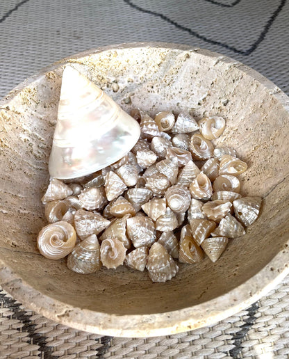 Real Pearlized Top Shells 1.25-1.75" Trochus Top Seashell Champagne Light Beige Beach Coastal Décor Crafts Jewelry Sailors Valentine