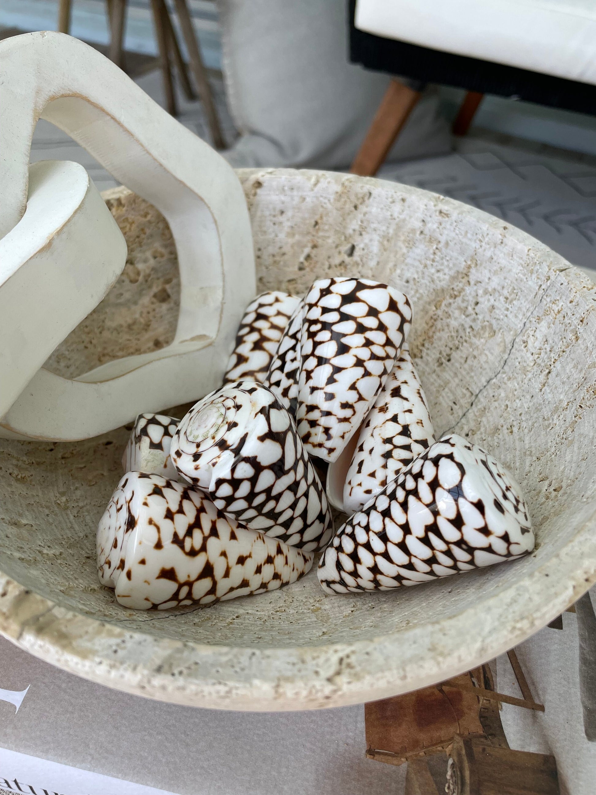 MARBLE CONE SHELLS *All Sizes* Natural White Brown Spots Conus Marmoreus Modern Seashell