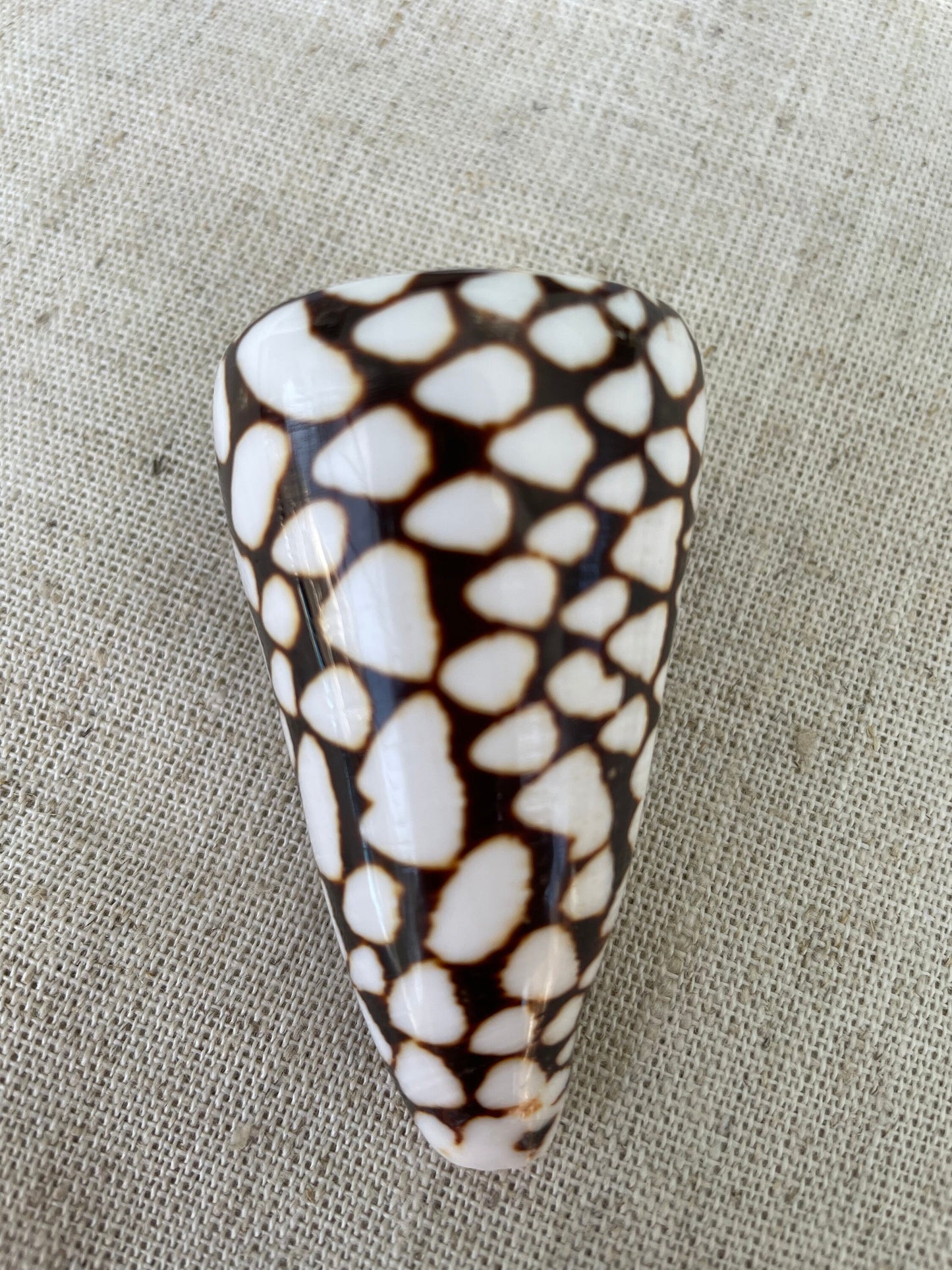 MARBLE CONE SHELLS *All Sizes* Natural White Brown Spots Conus Marmoreus Modern Seashell