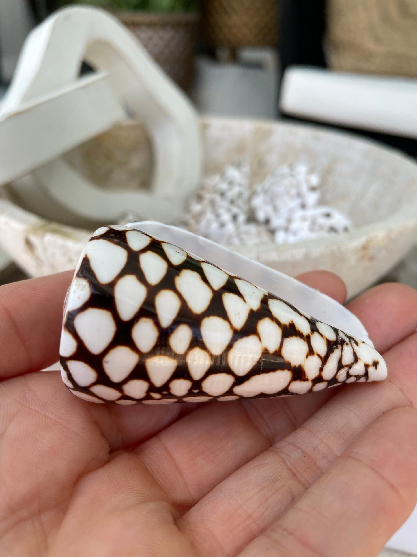 MARBLE CONE SHELLS *All Sizes* Natural White Brown Spots Conus Marmoreus Modern Seashell
