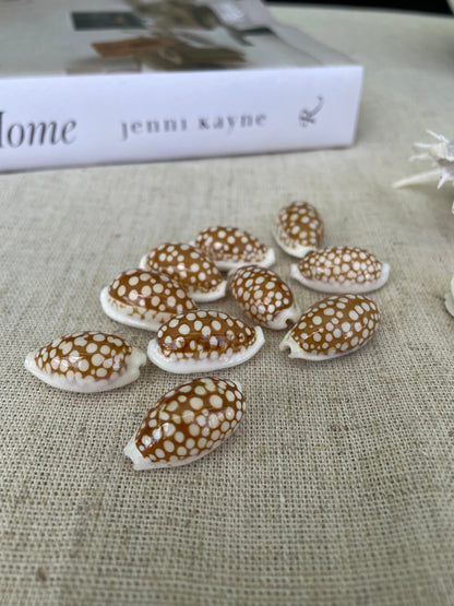 SIEVE COWRIE SHELL *All Sizes* Rare Brown White Spotted Cowry Display Craft Seashell
