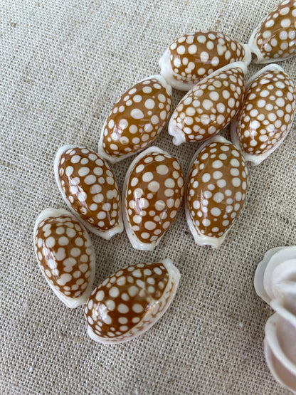 SIEVE COWRIE SHELL *All Sizes* Rare Brown White Spotted Cowry Display Craft Seashell