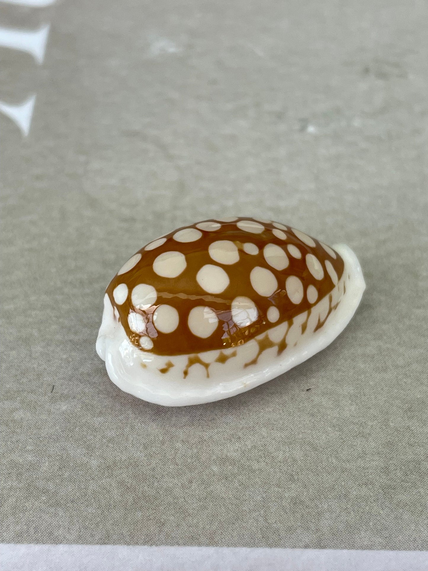 SIEVE COWRIE SHELL *All Sizes* Rare Brown White Natural Spotted Cowry Display Seashell