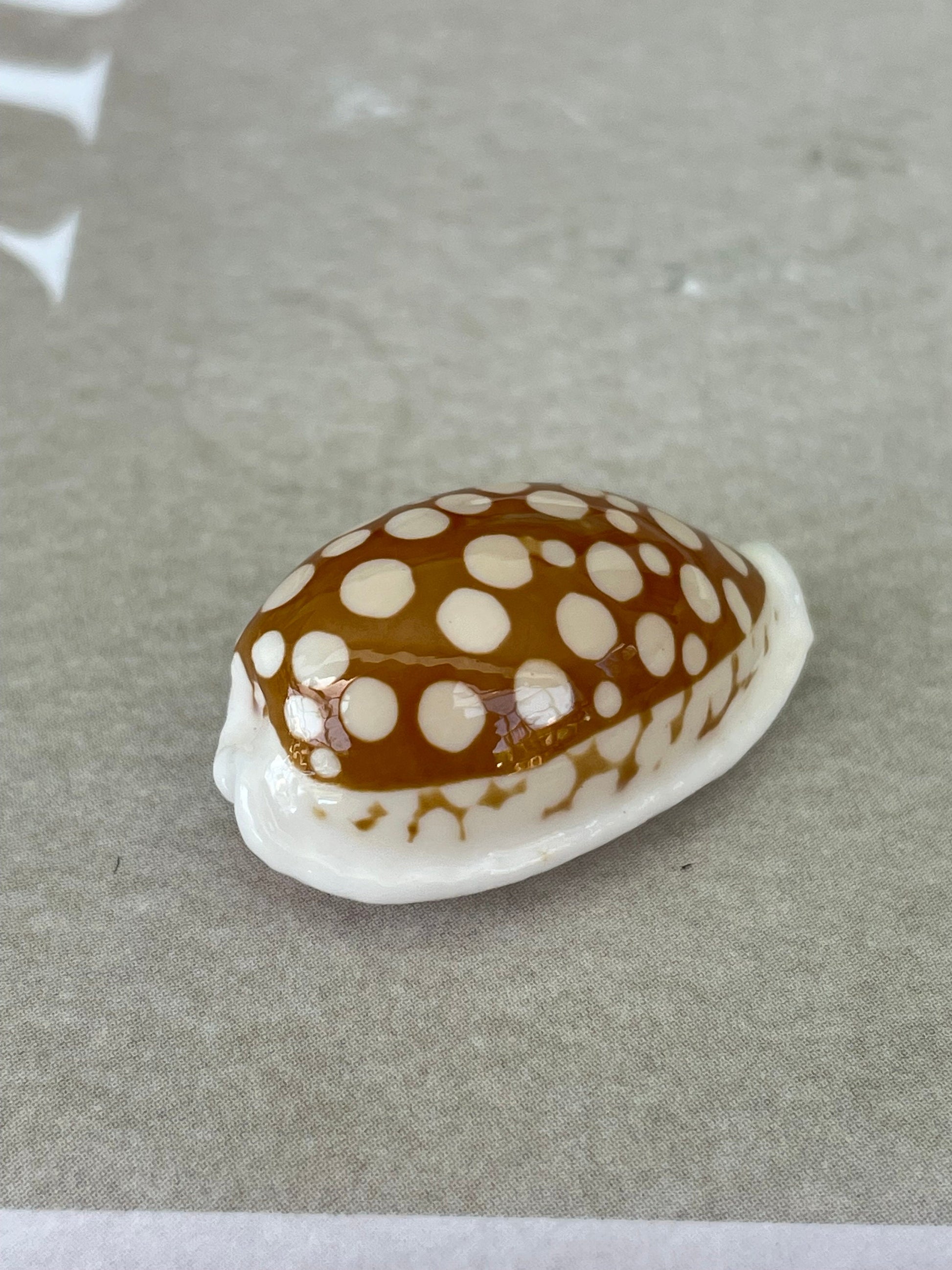 SIEVE COWRIE SHELL *All Sizes* Rare Brown White Natural Spotted Cowry Display Seashell